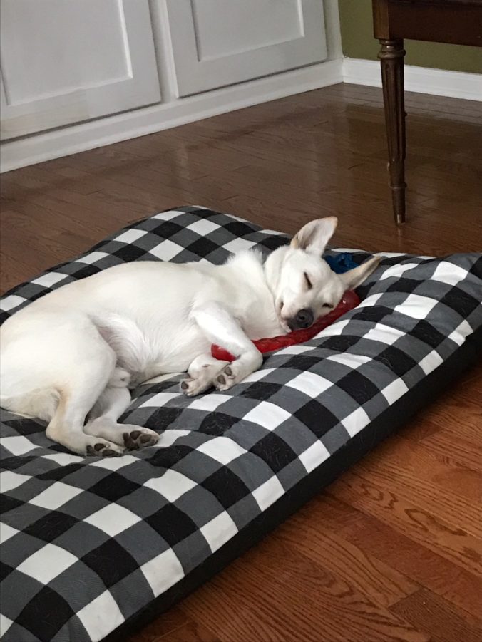 Foxy on his bed 1219